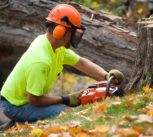 tree services Minerva